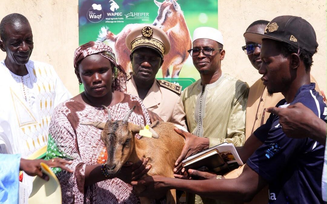 Podor : à Aéré Lao, les premières chèvres du waqf agricole remises aux familles bénéficiaires