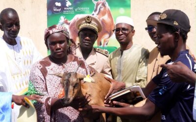 Podor : à Aéré Lao, les premières chèvres du waqf agricole remises aux familles bénéficiaires