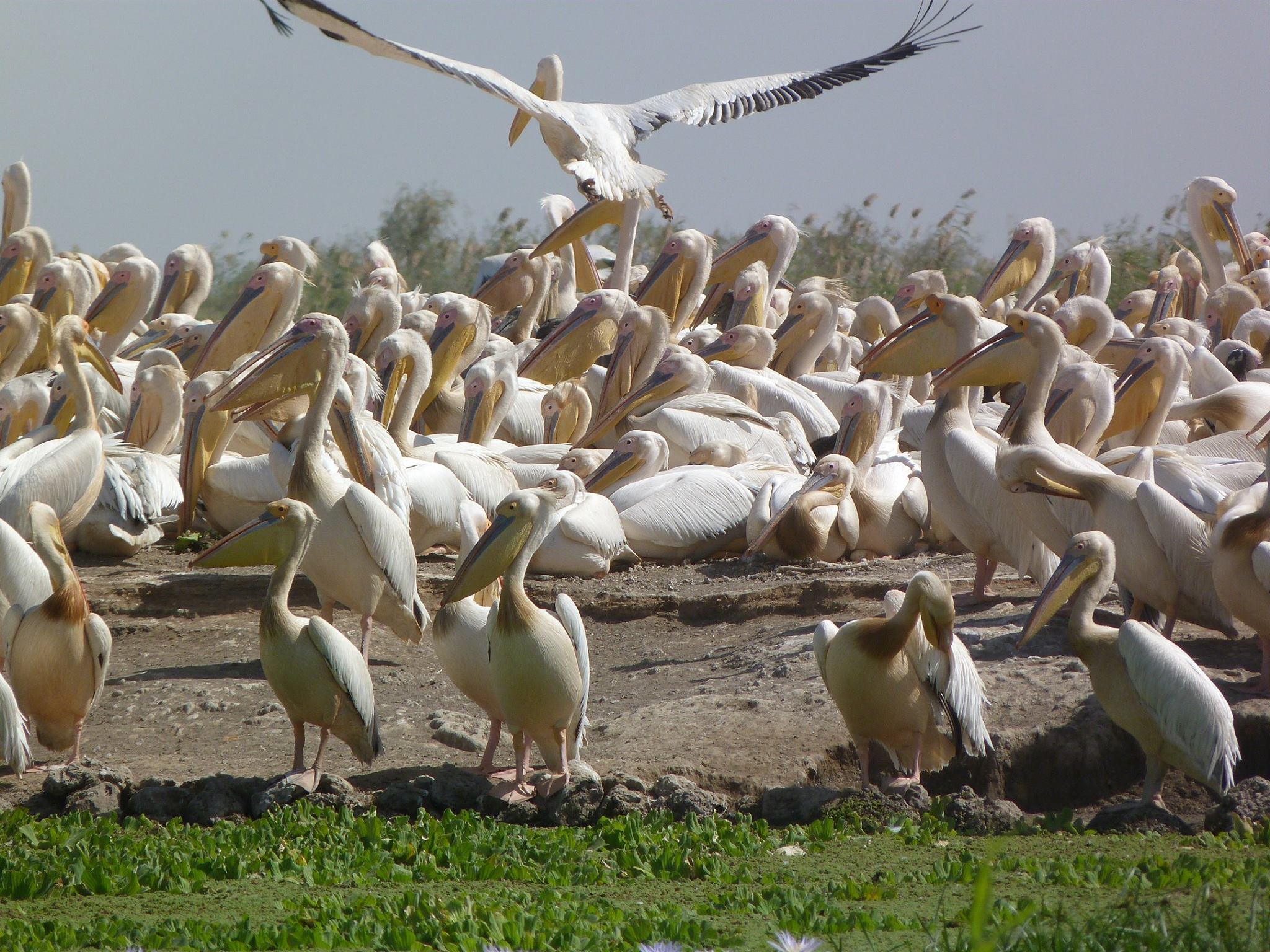 PARC DE DJOUDJ :   Les 750 pélicans sont morts à cause de la grippe aviaire
