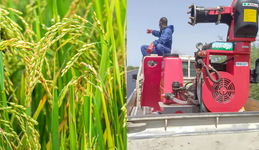 Des opérations de lutte contre les oiseaux granivores lancées à Richard-Toll