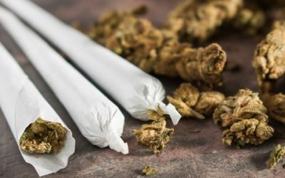 Assises de la Justice : Vers des amendes plutôt que la prison pour les fumeurs de chanvre indien