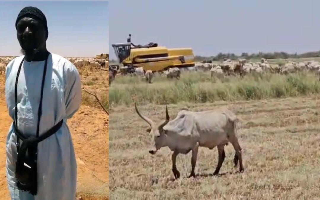 Ronkh: Les champs de Diawel complètement ravagés par des vaches.