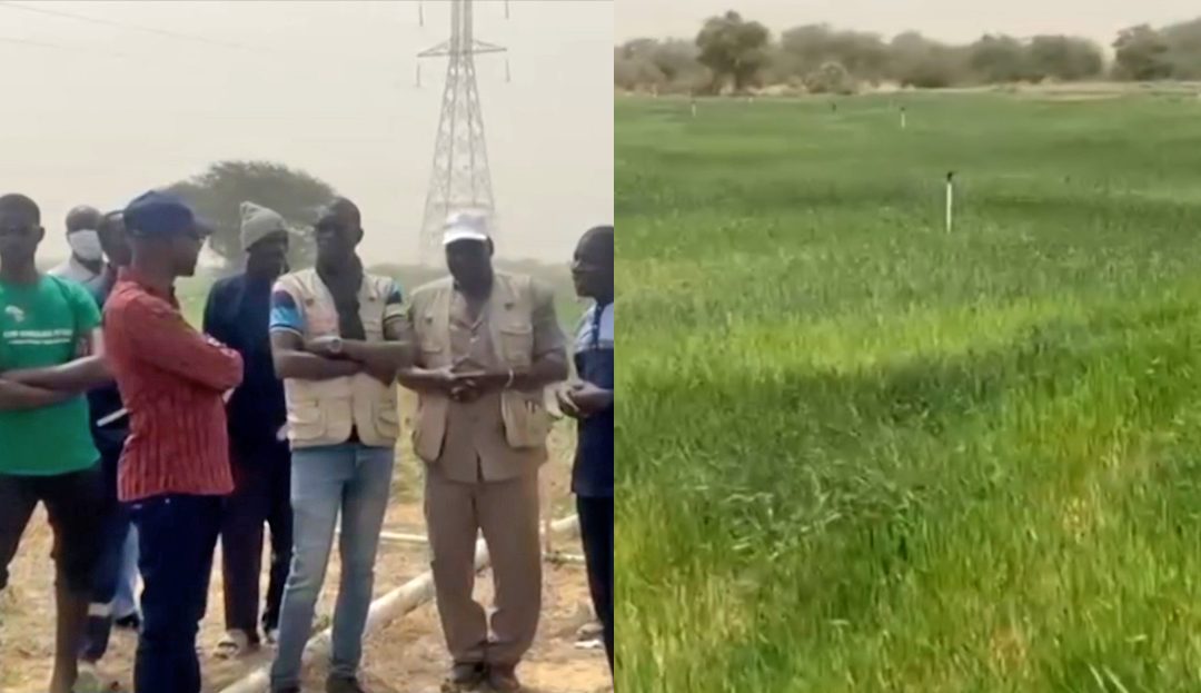 Sénégal : le blé local prend racine dans la vallée du fleuve
