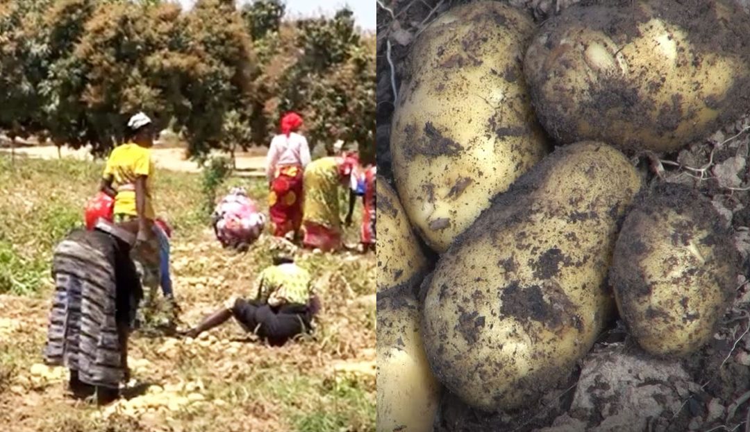 Notto Gouye Diama : une maladie suspecte met en péril les cultures horticoles dans les Niayes