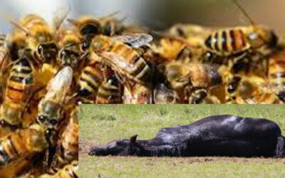 Podor : une attaque d’abeilles tuent trois chevaux et blesse quatre personnes dans le village de Ngayaye